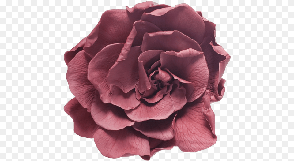 Garden Roses, Flower, Petal, Plant, Rose Free Png Download