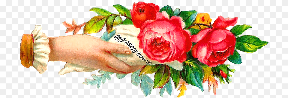 Garden Roses, Flower Arrangement, Plant, Rose, Flower Png