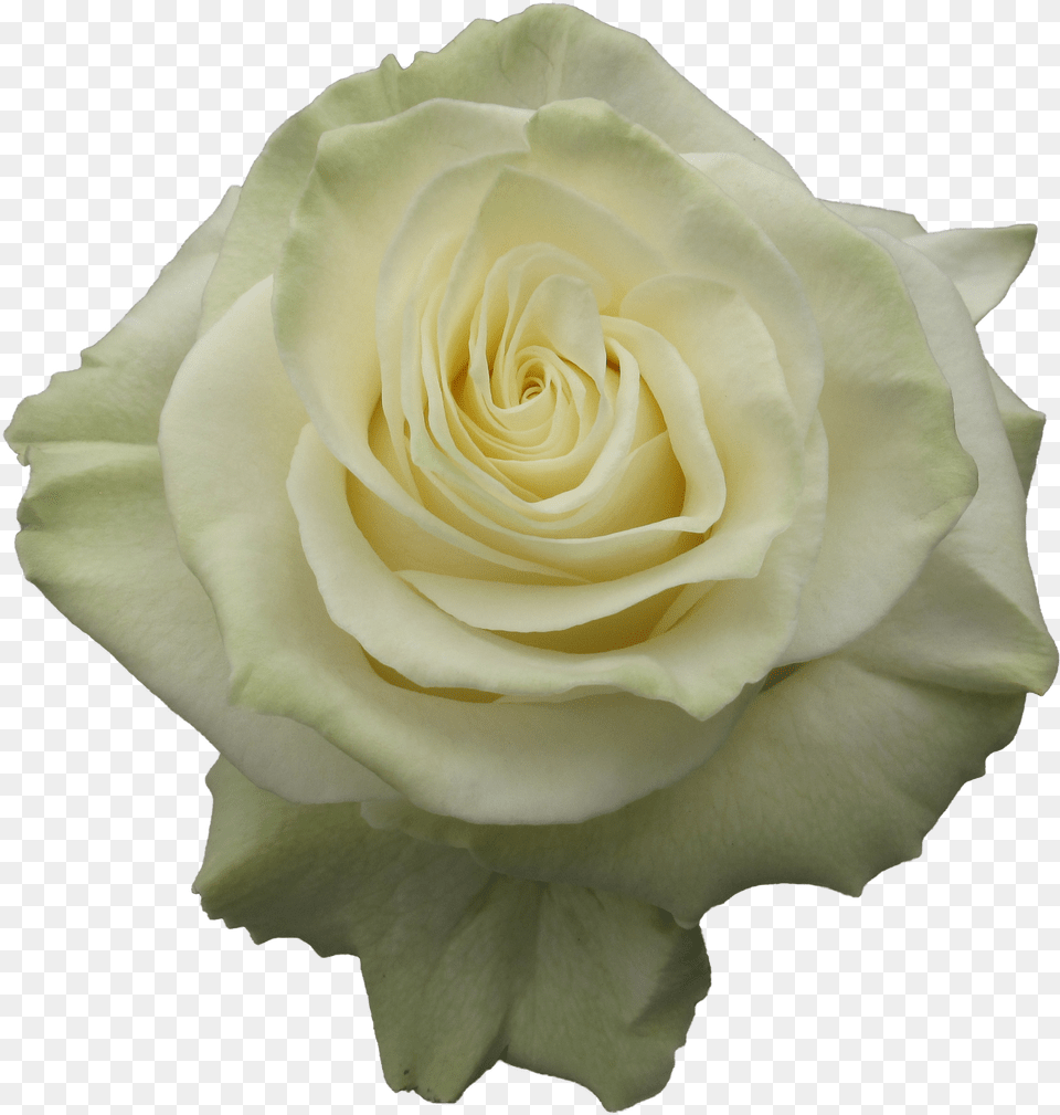 Garden Roses Png Image