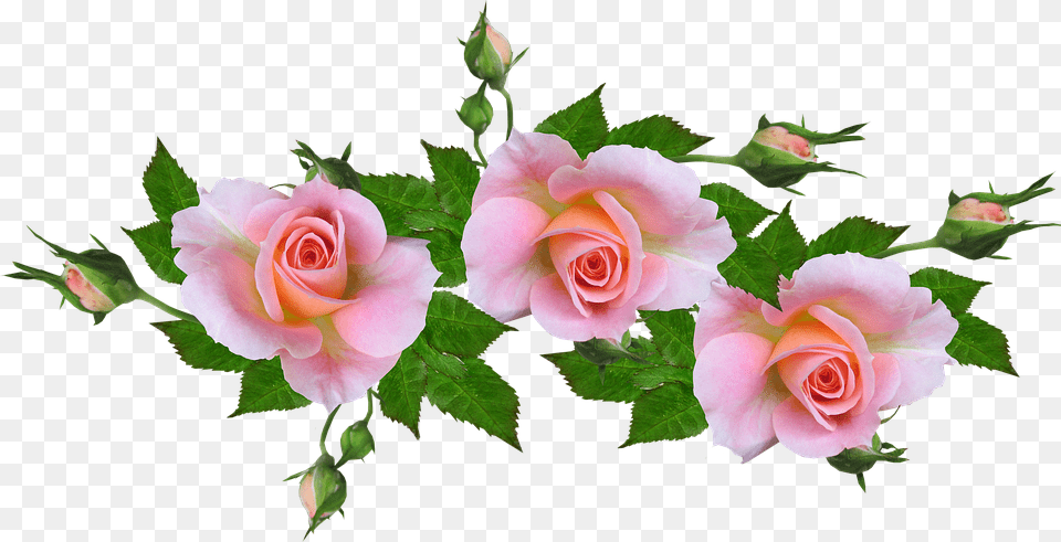 Garden Roses, Flower, Plant, Rose, Flower Arrangement Png Image