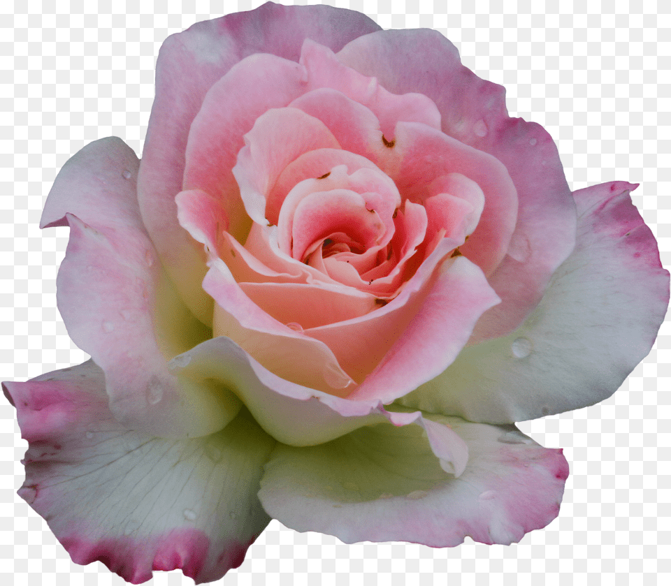 Garden Roses, Flower, Plant, Rose, Petal Free Png Download