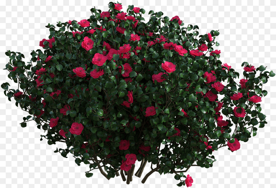 Garden Roses, Flower, Flower Arrangement, Flower Bouquet, Geranium Png Image