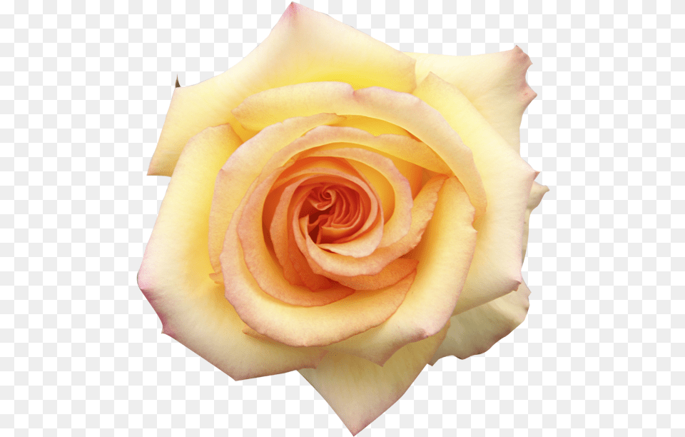 Garden Roses, Flower, Plant, Rose, Petal Png Image
