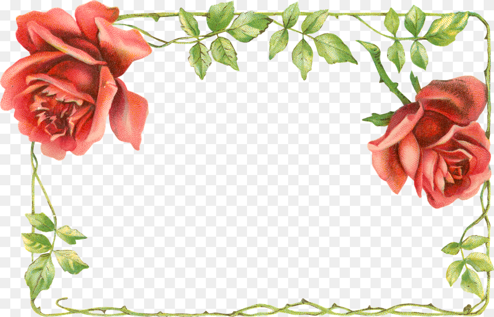 Garden Roses, Flower, Plant, Rose, Geranium Free Transparent Png
