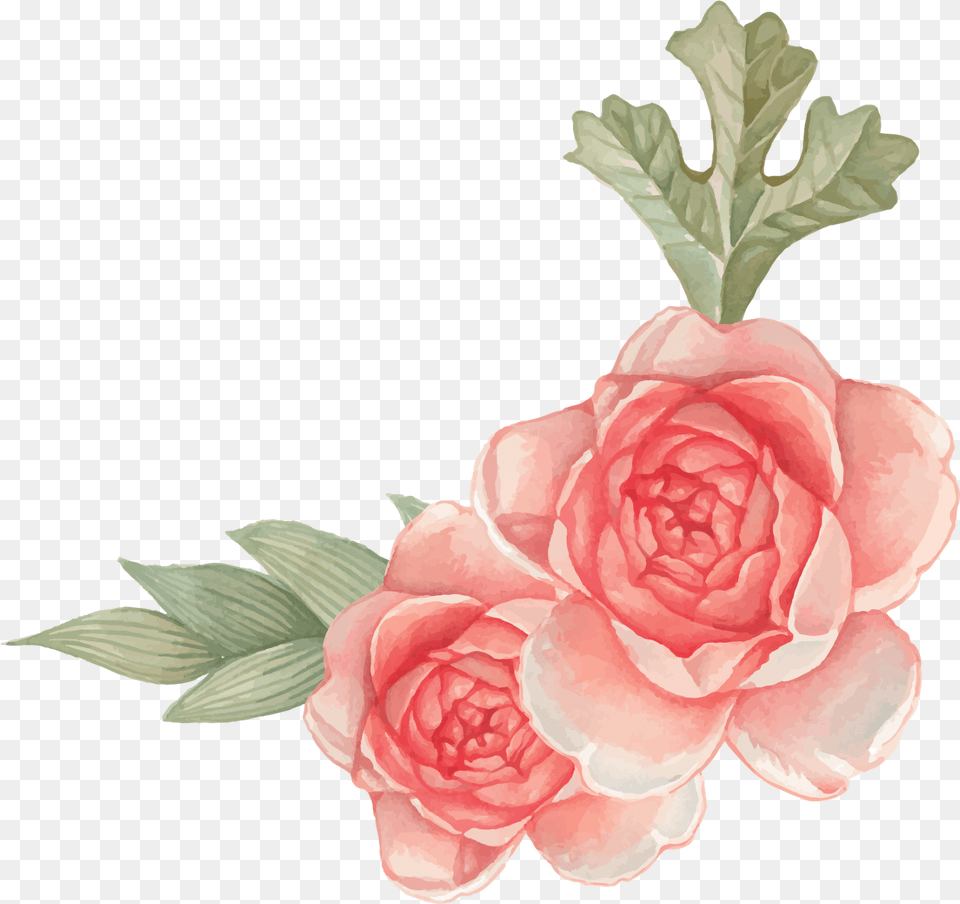 Garden Roses, Flower, Petal, Plant, Rose Free Png