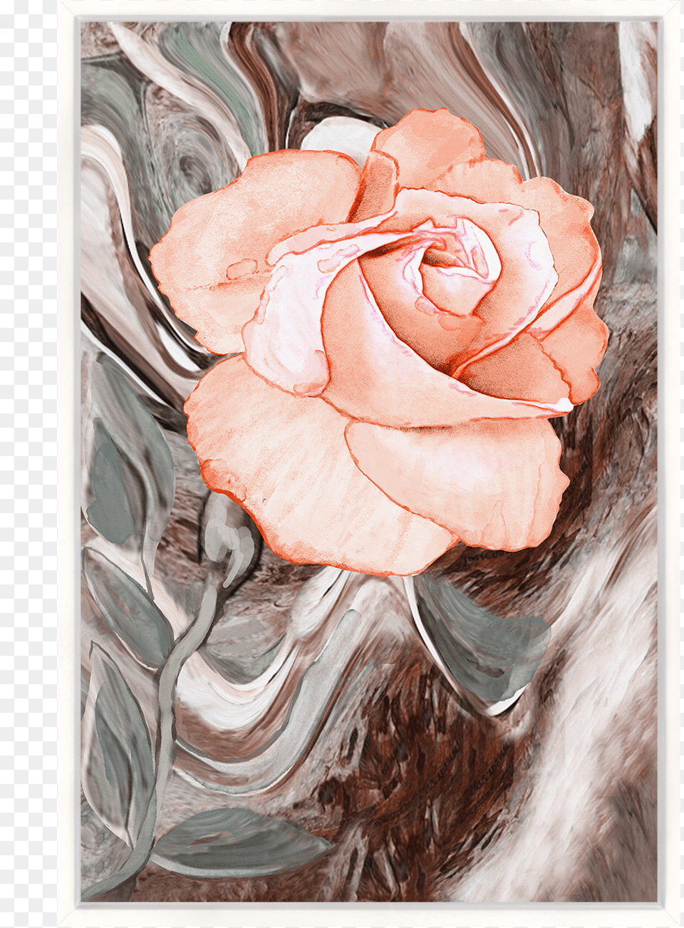 Garden Roses, Flower, Plant, Rose, Art Free Png