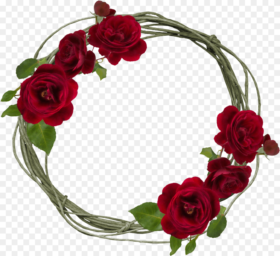 Garden Roses, Flower, Plant, Rose, Flower Arrangement Png