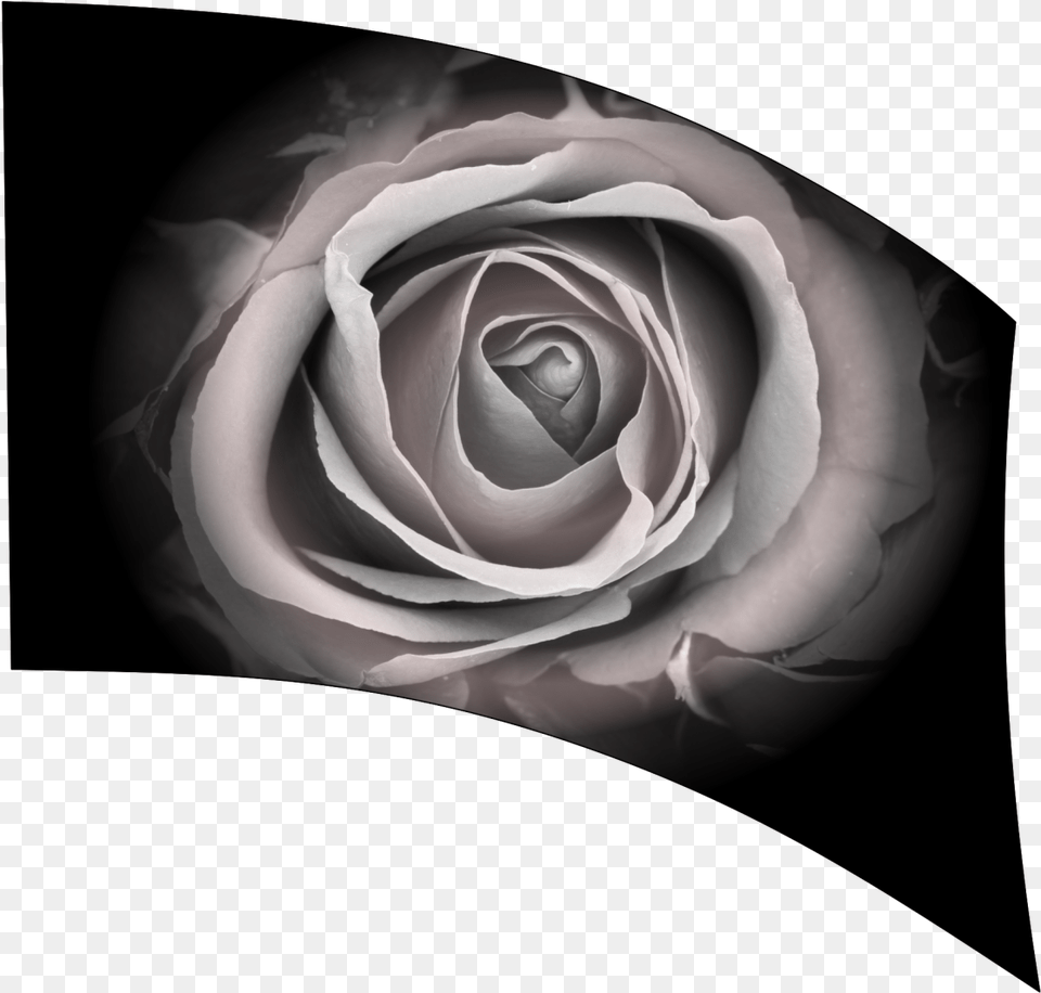 Garden Roses, Flower, Plant, Rose Png