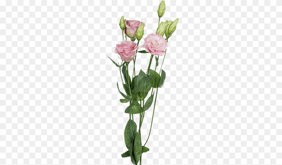 Garden Roses, Flower, Flower Arrangement, Plant, Rose Png