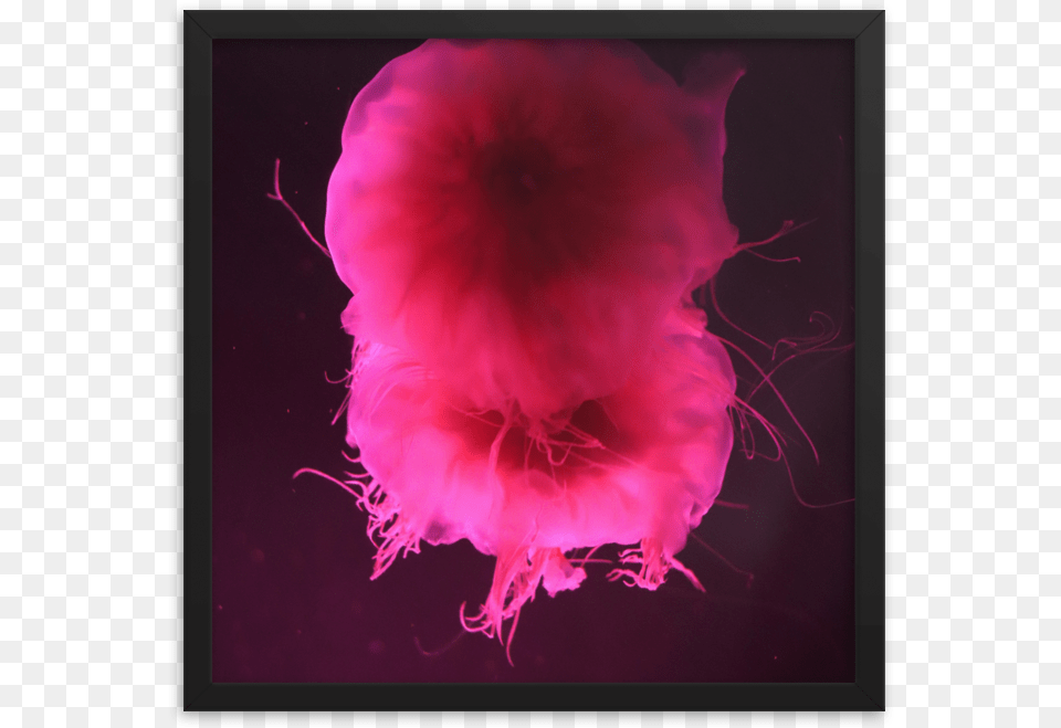 Garden Roses, Animal, Sea Life, Invertebrate, Jellyfish Free Png Download