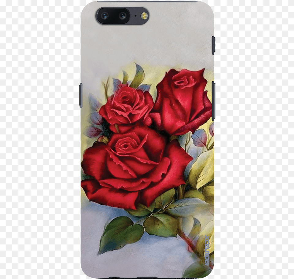 Garden Roses, Flower, Plant, Rose, Petal Png Image