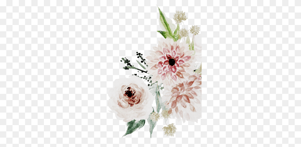 Garden Roses, Flower Arrangement, Flower Bouquet, Flower, Dahlia Png Image