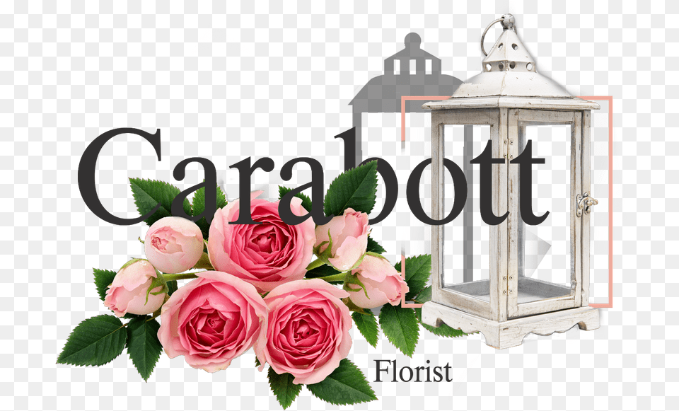 Garden Roses, Flower, Lamp, Plant, Rose Png Image