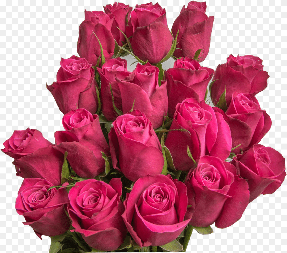 Garden Roses, Flower, Flower Arrangement, Flower Bouquet, Plant Png Image