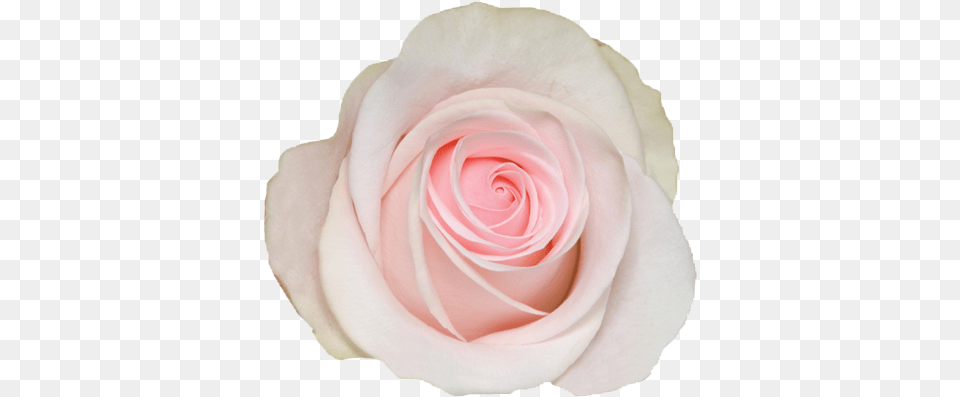 Garden Roses, Flower, Petal, Plant, Rose Free Transparent Png
