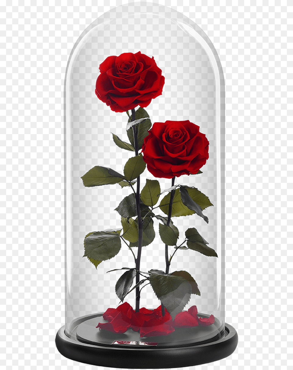 Garden Roses, Flower, Flower Arrangement, Jar, Plant Png Image