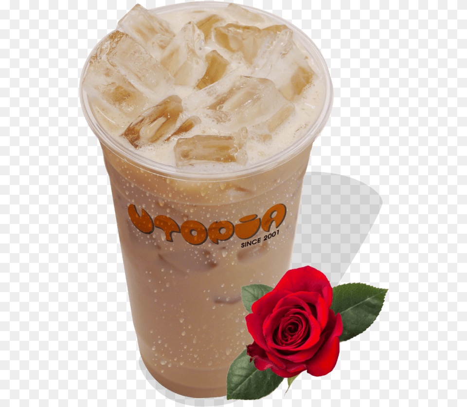 Garden Roses, Rose, Plant, Flower, Cup Png