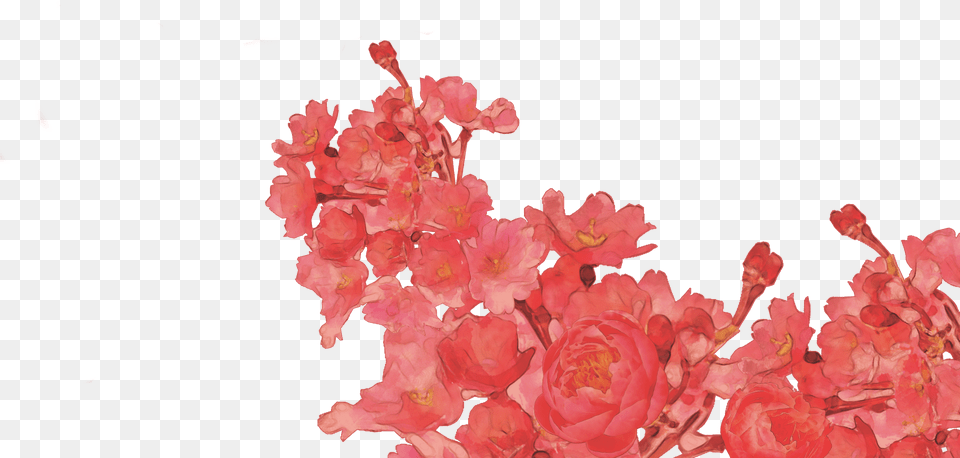 Garden Roses, Flower, Petal, Plant, Geranium Free Png Download