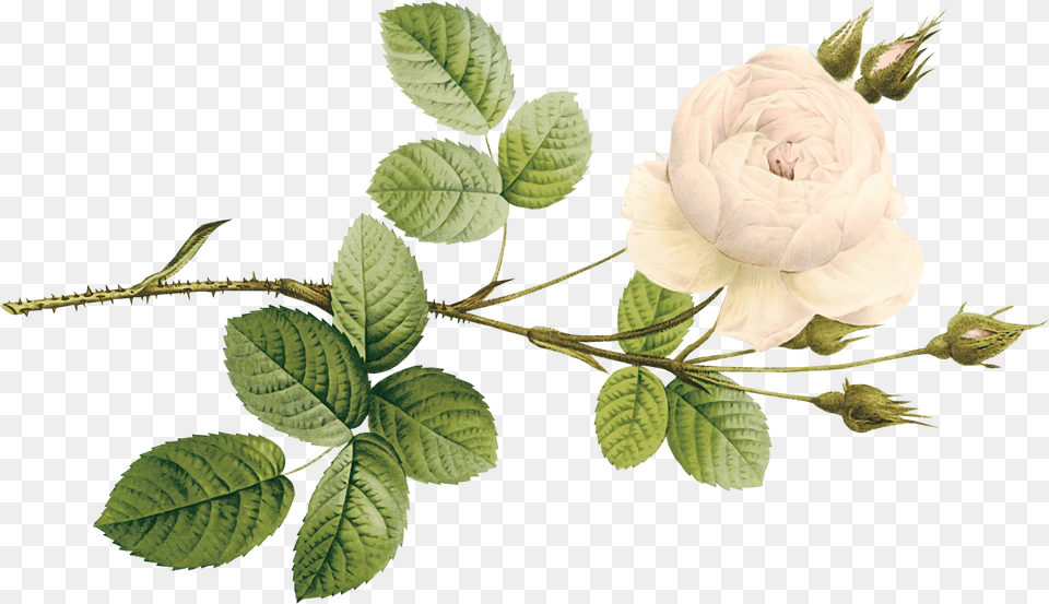 Garden Roses, Rose, Plant, Flower, Leaf Png