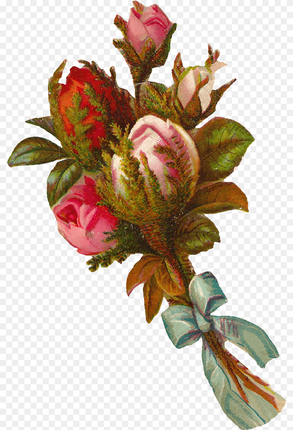 Garden Roses, Rose, Flower, Flower Arrangement, Plant Png