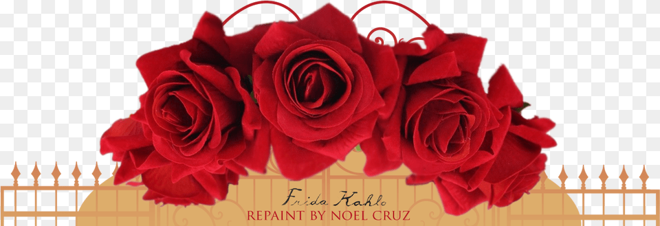 Garden Roses, Flower, Plant, Rose, Flower Arrangement Free Transparent Png
