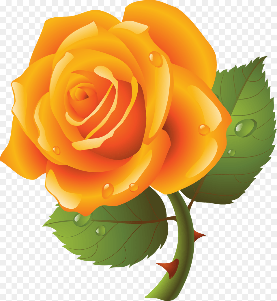 Garden Roses, Flower, Plant, Rose, Ammunition Png