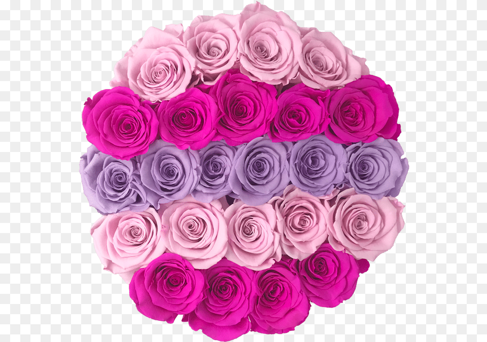 Garden Roses, Flower, Flower Arrangement, Flower Bouquet, Plant Free Png