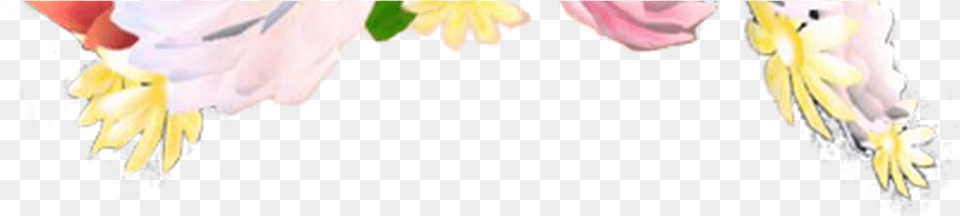 Garden Roses, Plant, Petal, Flower, Pattern Free Png Download
