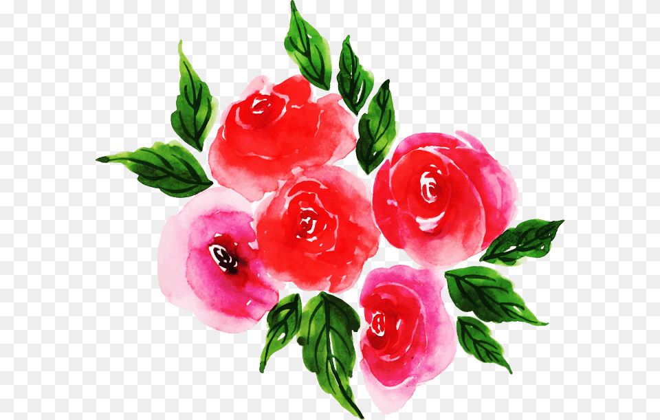 Garden Roses, Flower, Petal, Plant, Rose Png
