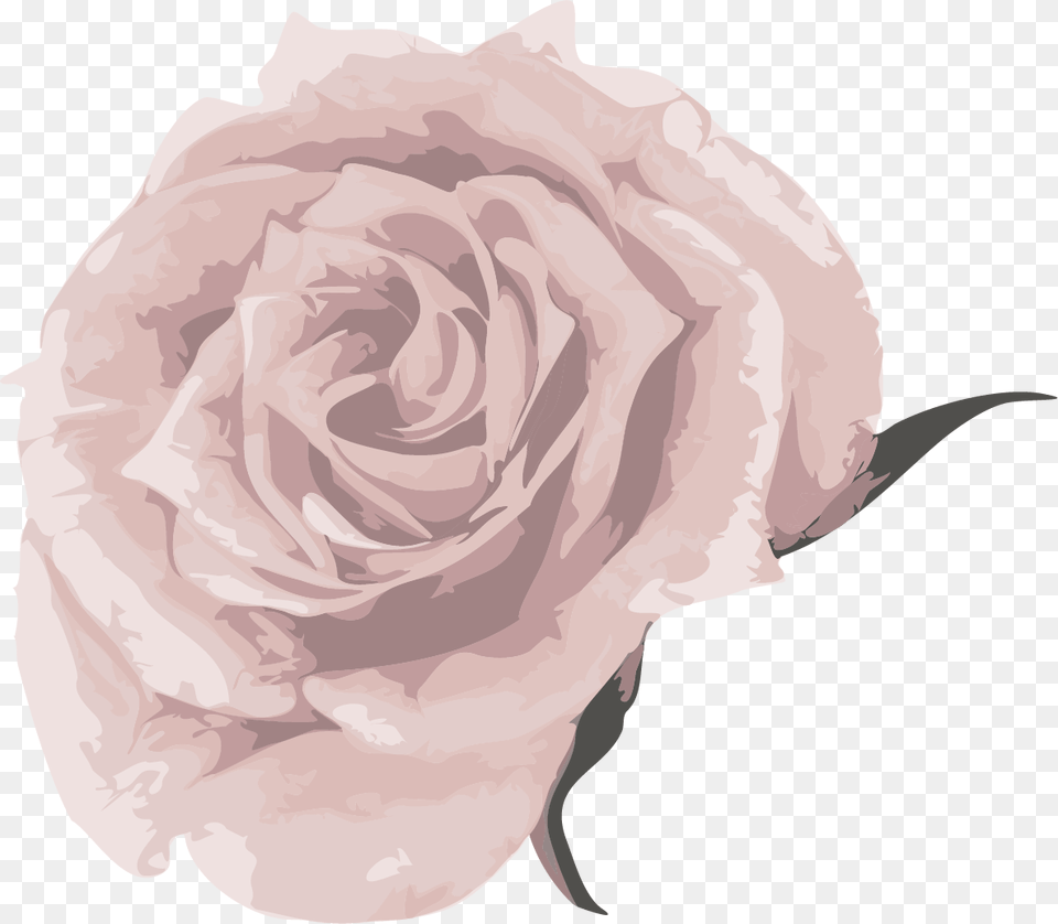 Garden Roses, Carnation, Flower, Plant, Rose Free Transparent Png