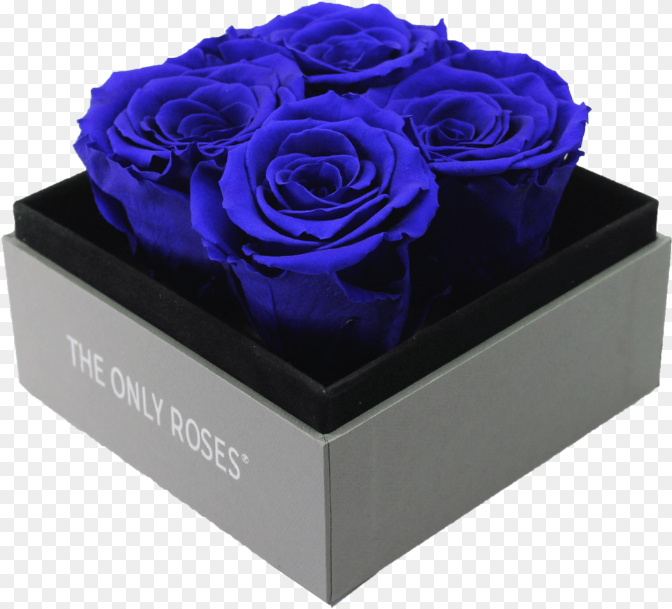 Garden Roses, Flower, Plant, Rose, Box Free Transparent Png