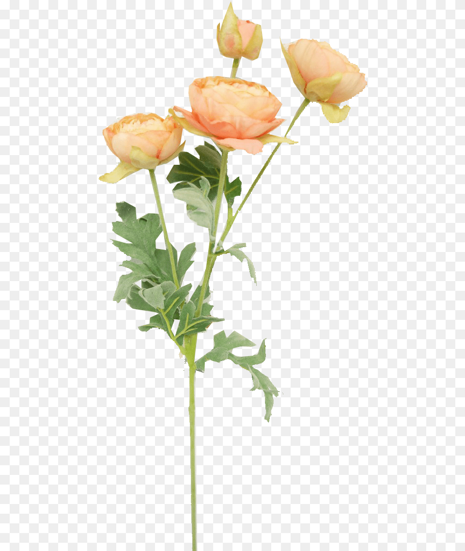 Garden Roses, Flower, Flower Arrangement, Plant, Rose Free Png Download