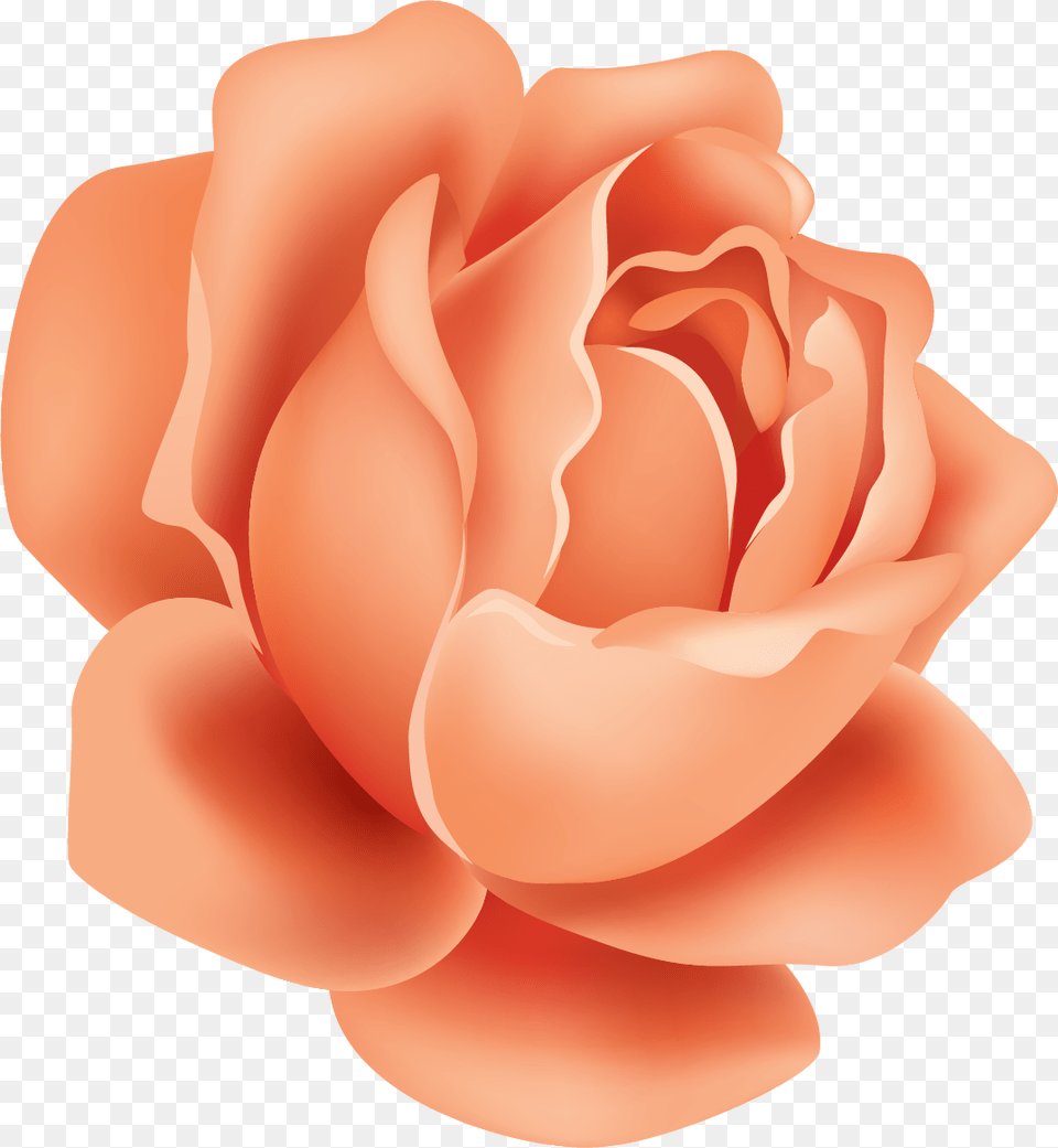 Garden Roses, Flower, Petal, Plant, Rose Free Png Download