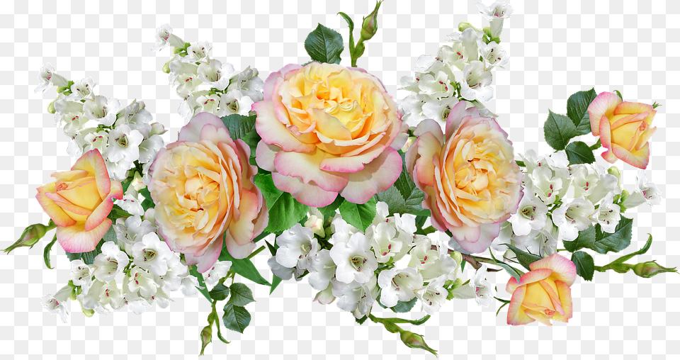 Garden Roses, Rose, Plant, Flower, Flower Arrangement Free Png