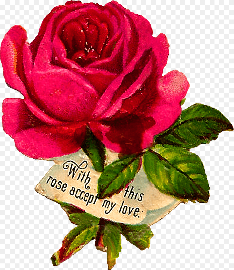 Garden Roses, Flower, Plant, Rose, Petal Free Transparent Png