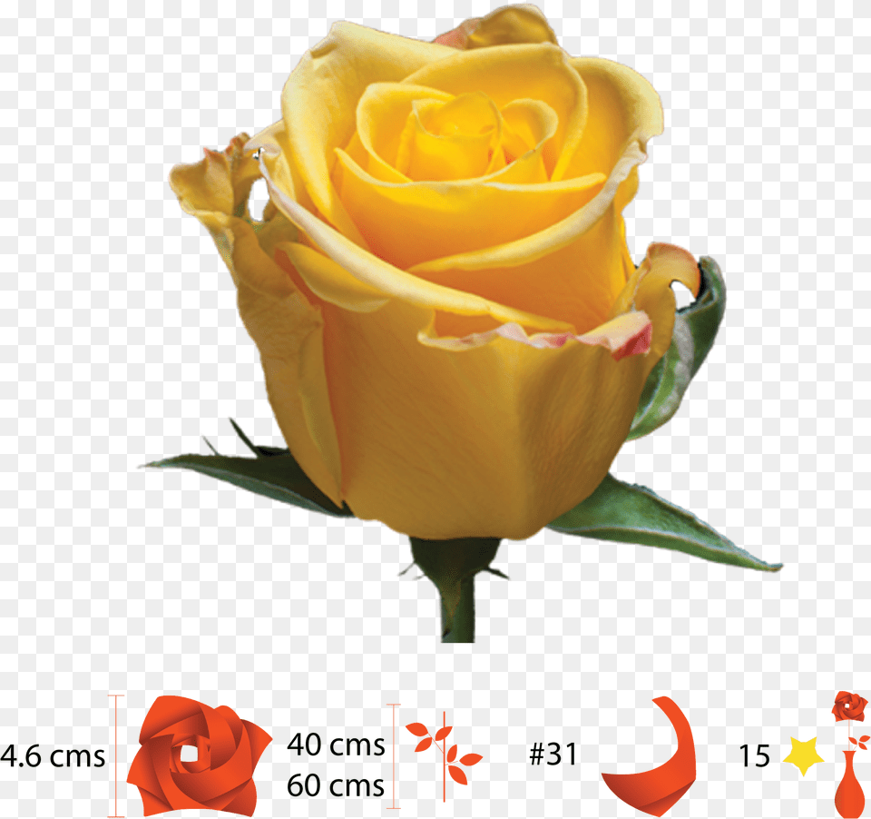 Garden Roses, Flower, Plant, Rose, Petal Free Png
