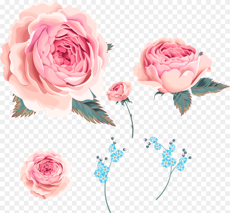 Garden Roses, Flower, Plant, Rose, Pattern Free Png