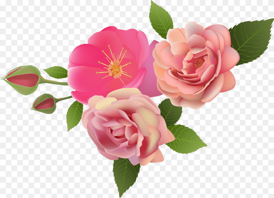 Garden Roses, Flower, Plant, Rose, Petal Free Transparent Png
