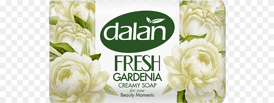 Garden Roses, Advertisement, Art, Graphics, Floral Design Free Transparent Png
