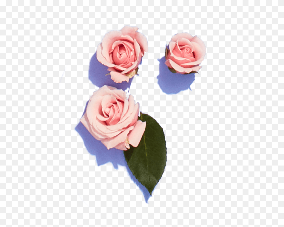 Garden Roses, Flower, Petal, Plant, Rose Png Image