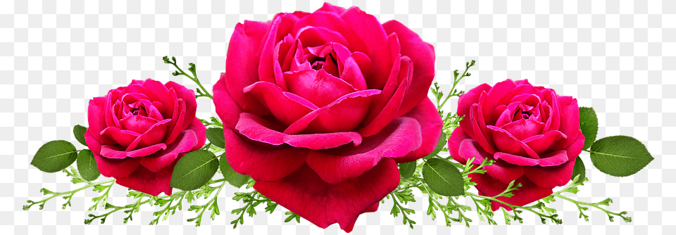 Garden Roses, Flower, Plant, Rose Free Png
