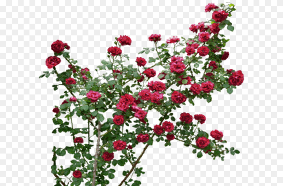 Garden Roses, Art, Plant, Pattern, Graphics Free Transparent Png
