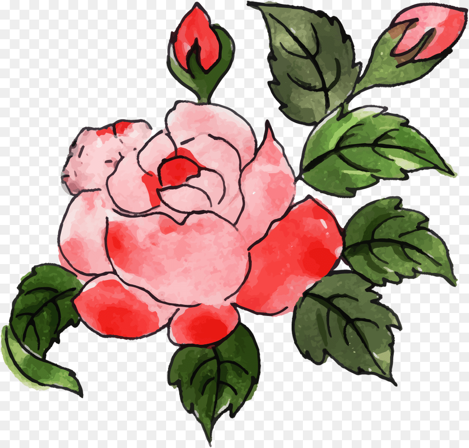 Garden Roses, Flower, Plant, Rose, Pattern Png Image