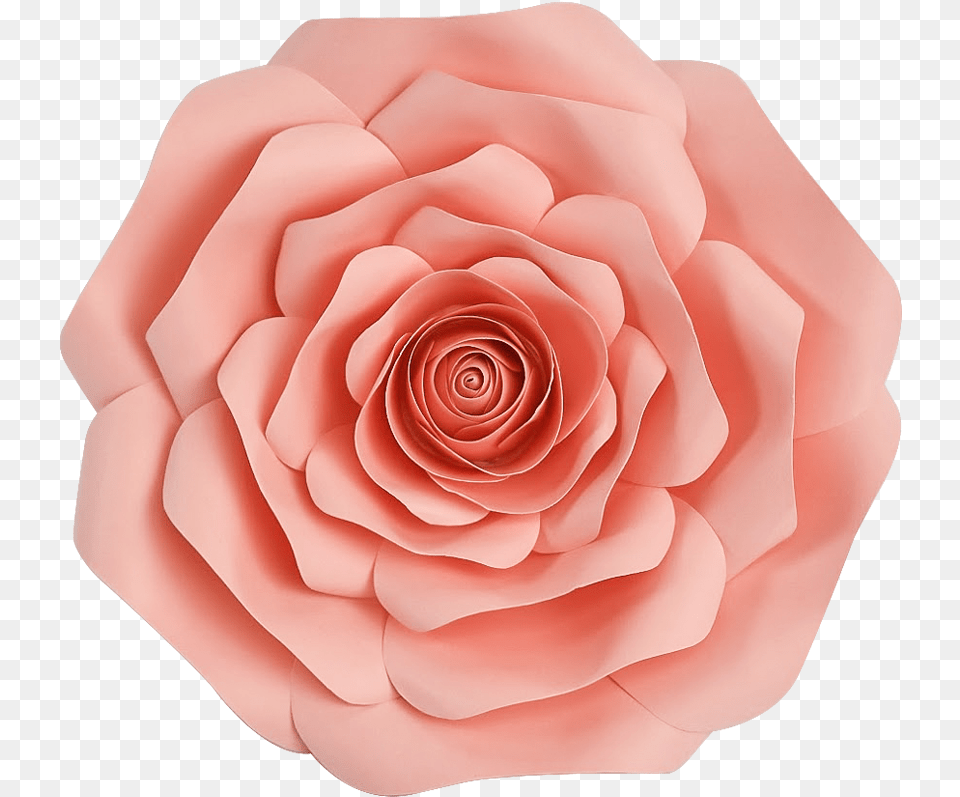 Garden Roses, Flower, Petal, Plant, Rose Png Image