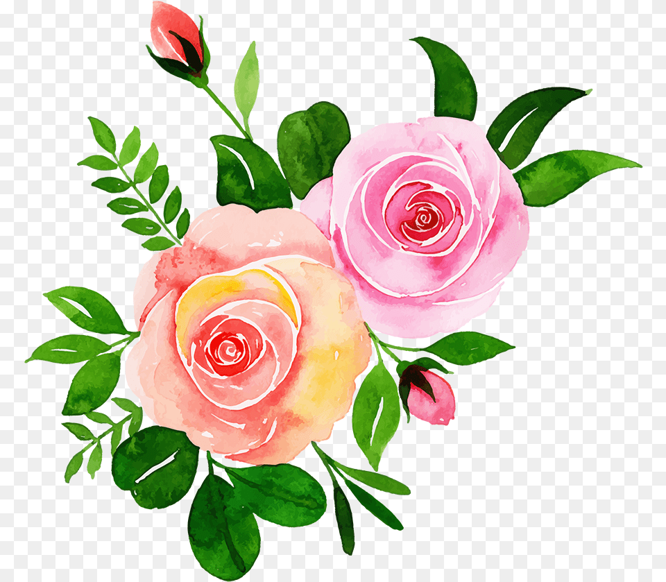 Garden Roses, Flower, Plant, Rose, Art Free Png Download