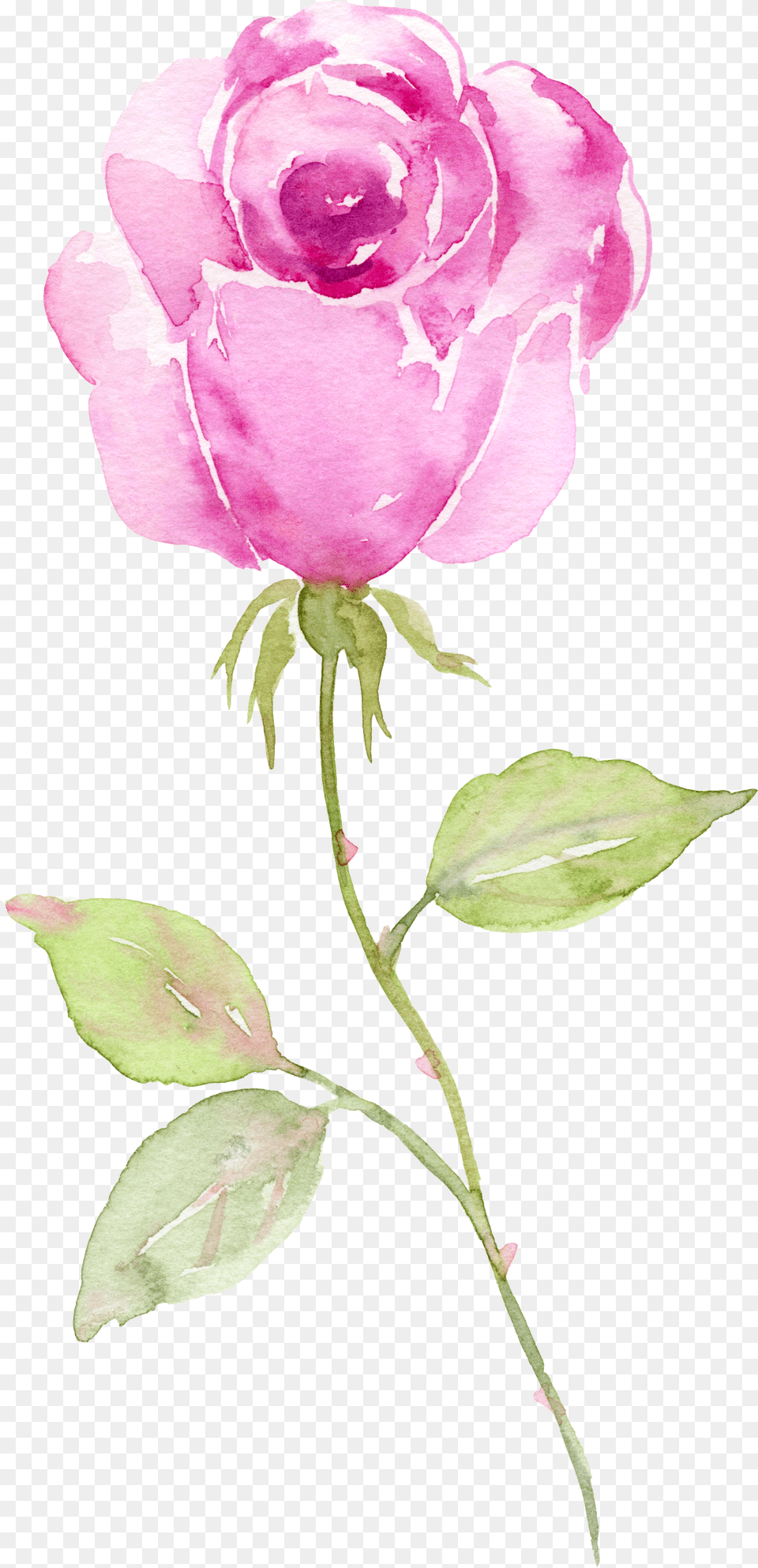 Garden Roses, Flower, Petal, Plant, Rose Free Transparent Png