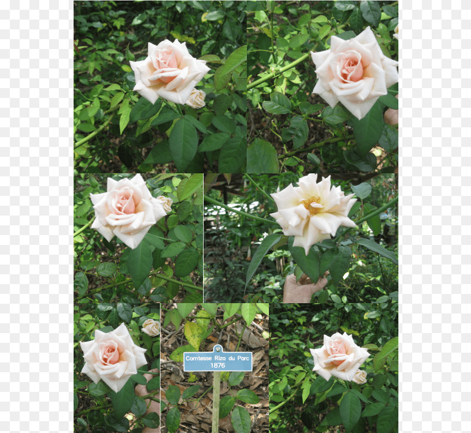 Garden Roses, Flower, Petal, Plant, Rose Free Transparent Png