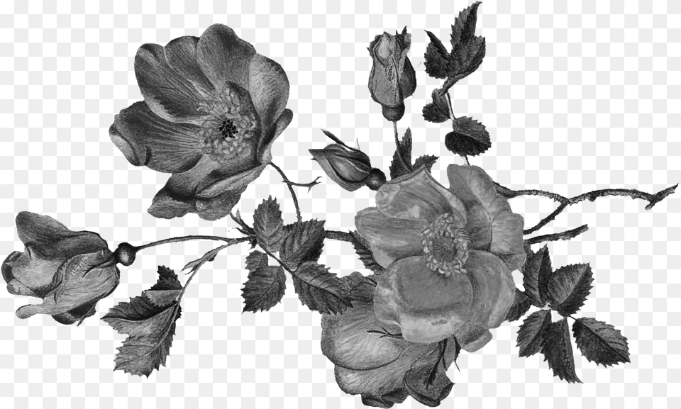 Garden Roses, Acanthaceae, Anemone, Flower, Petal Free Png