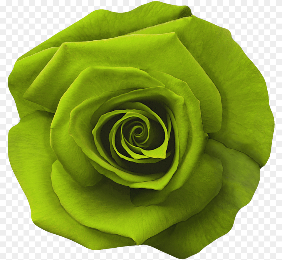 Garden Roses, Flower, Plant, Rose, Green Png Image