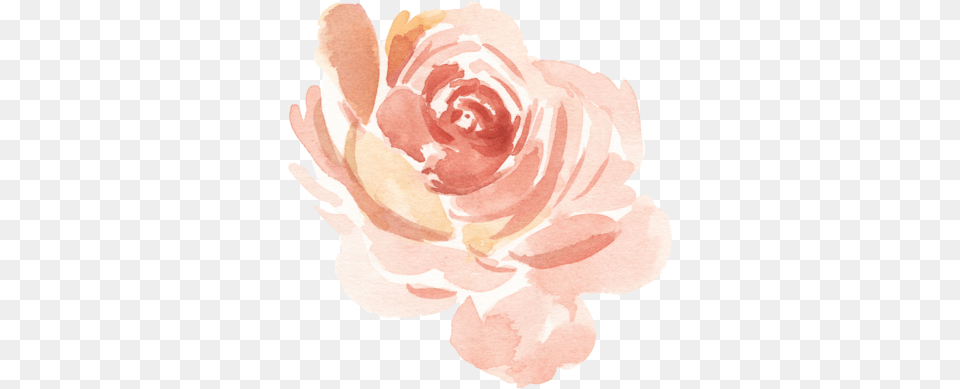 Garden Roses, Flower, Plant, Rose, Petal Png Image